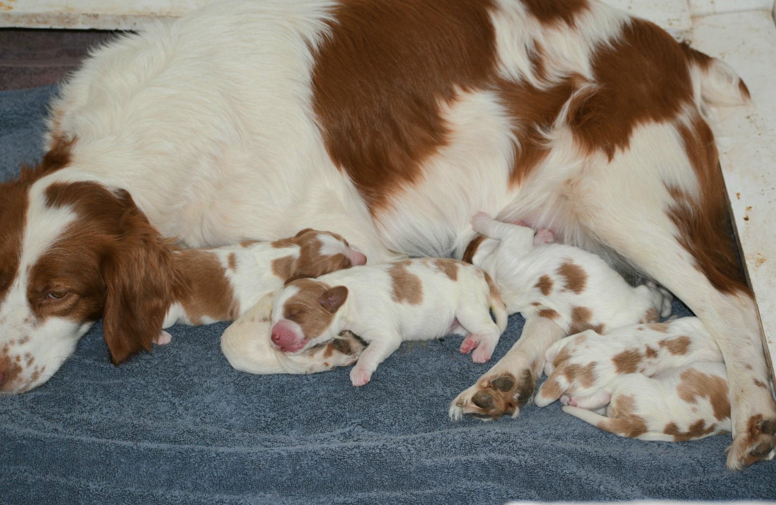 Puppies Powder River Kennels