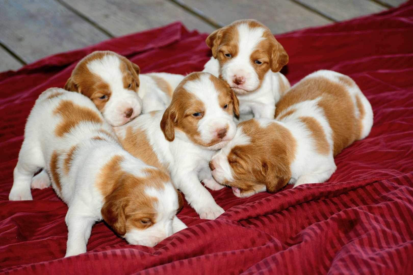 Puppies Powder River Kennels