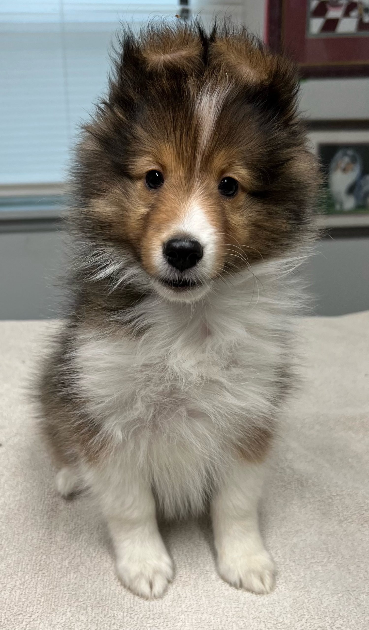 Puppies Powder River Kennels