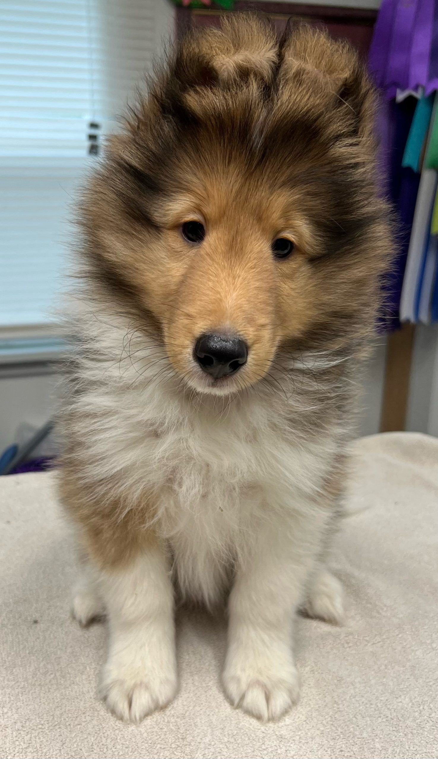 Puppies Powder River Kennels