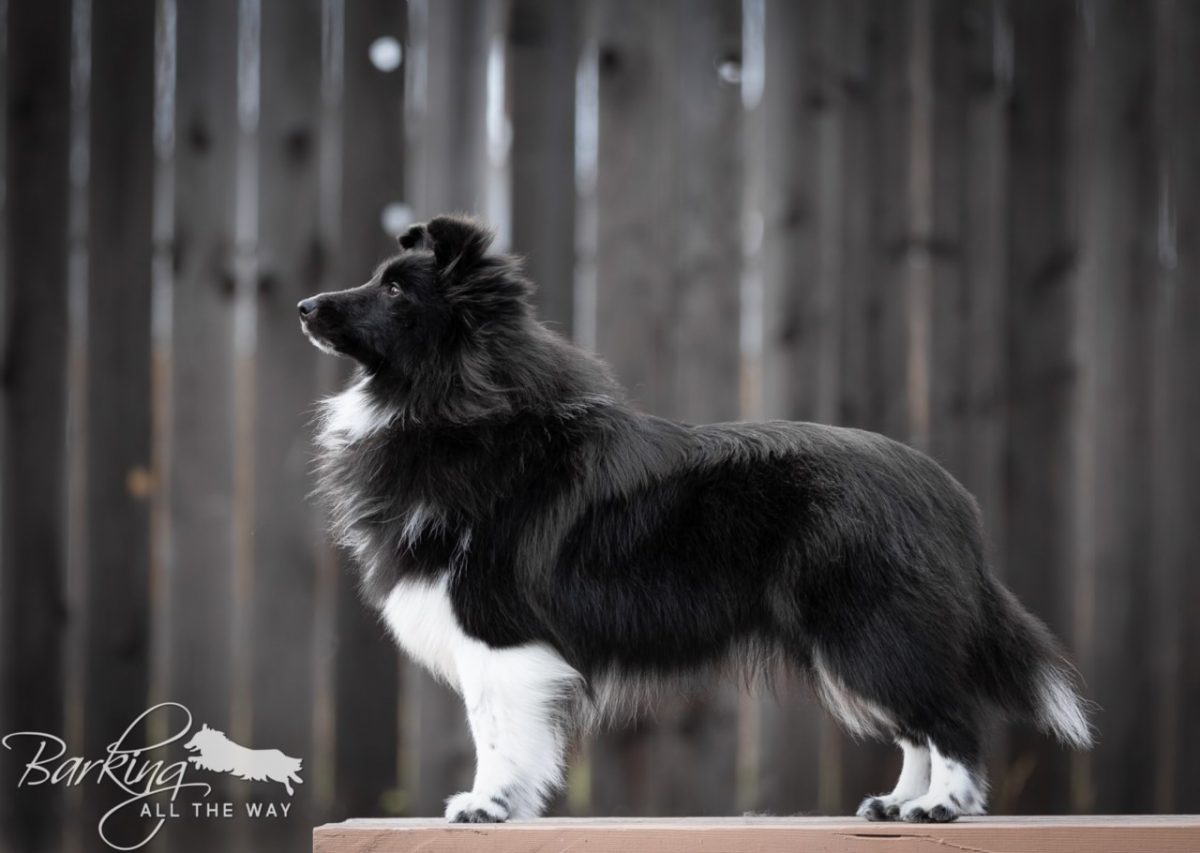 News Powder River Kennels