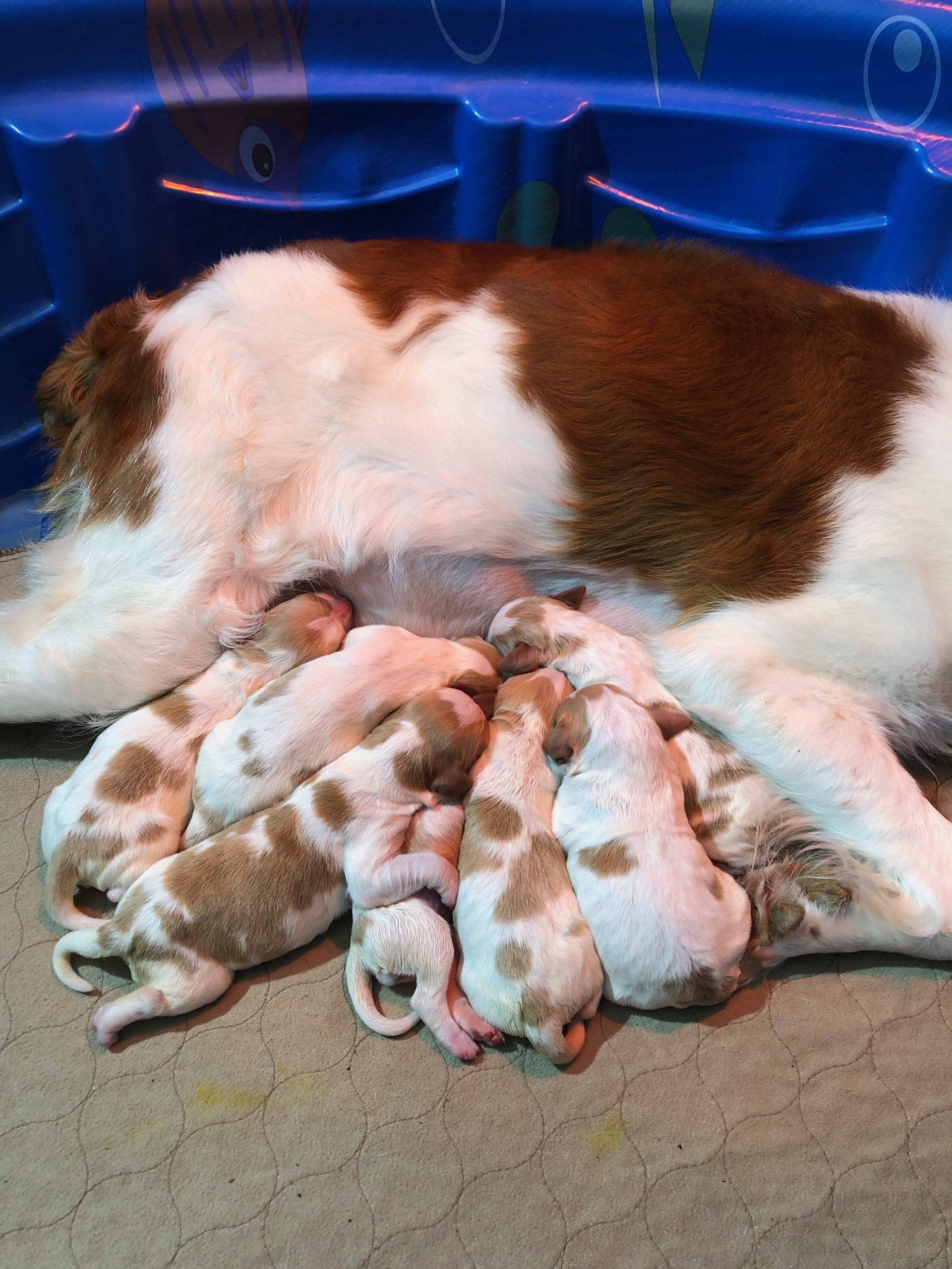 Puppies Powder River Kennels