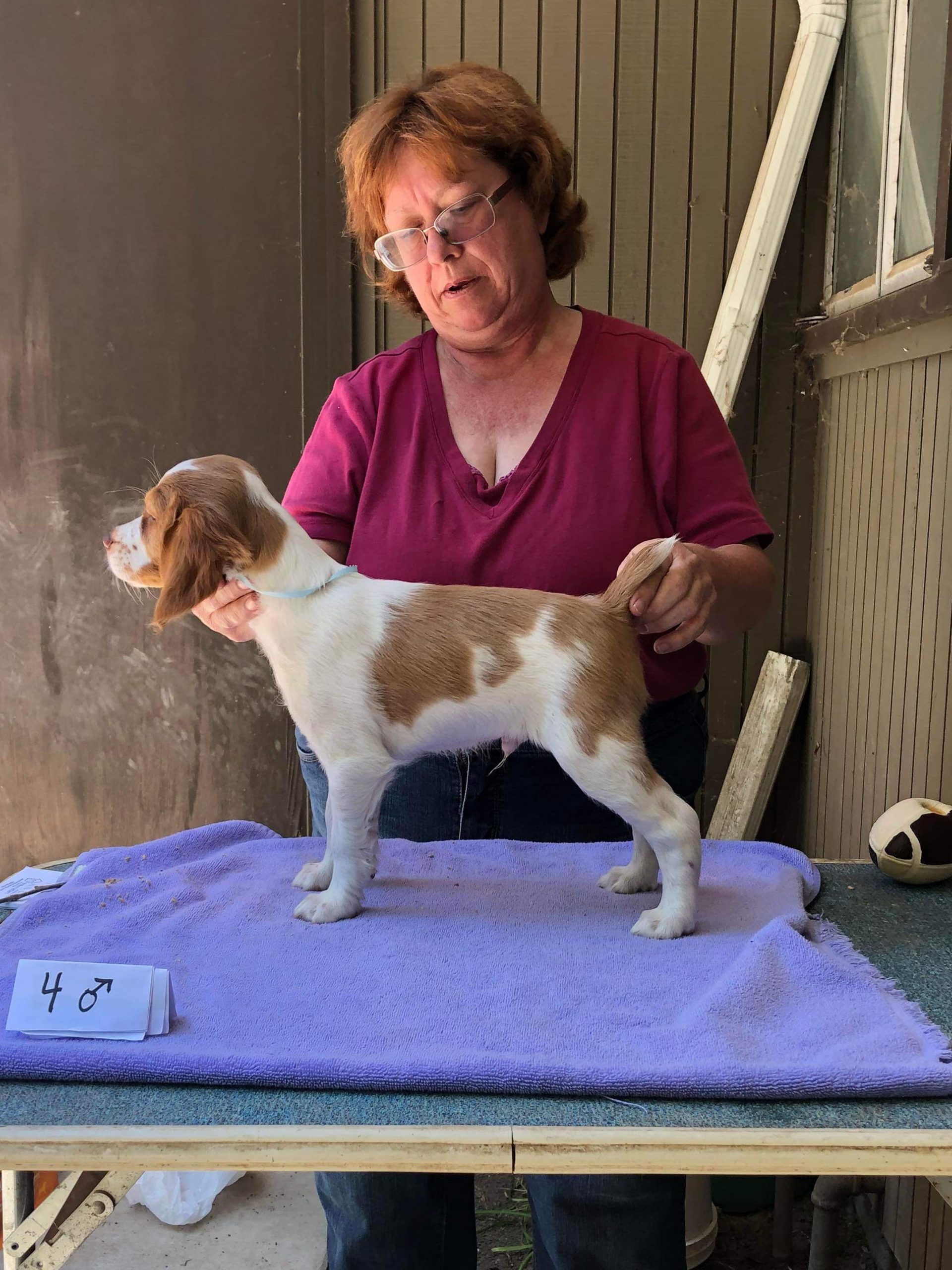 Puppies Powder River Kennels