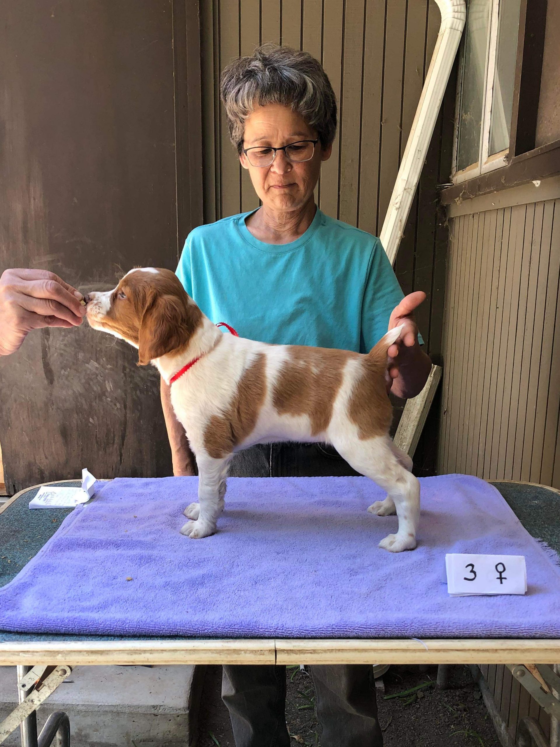 Puppies Powder River Kennels