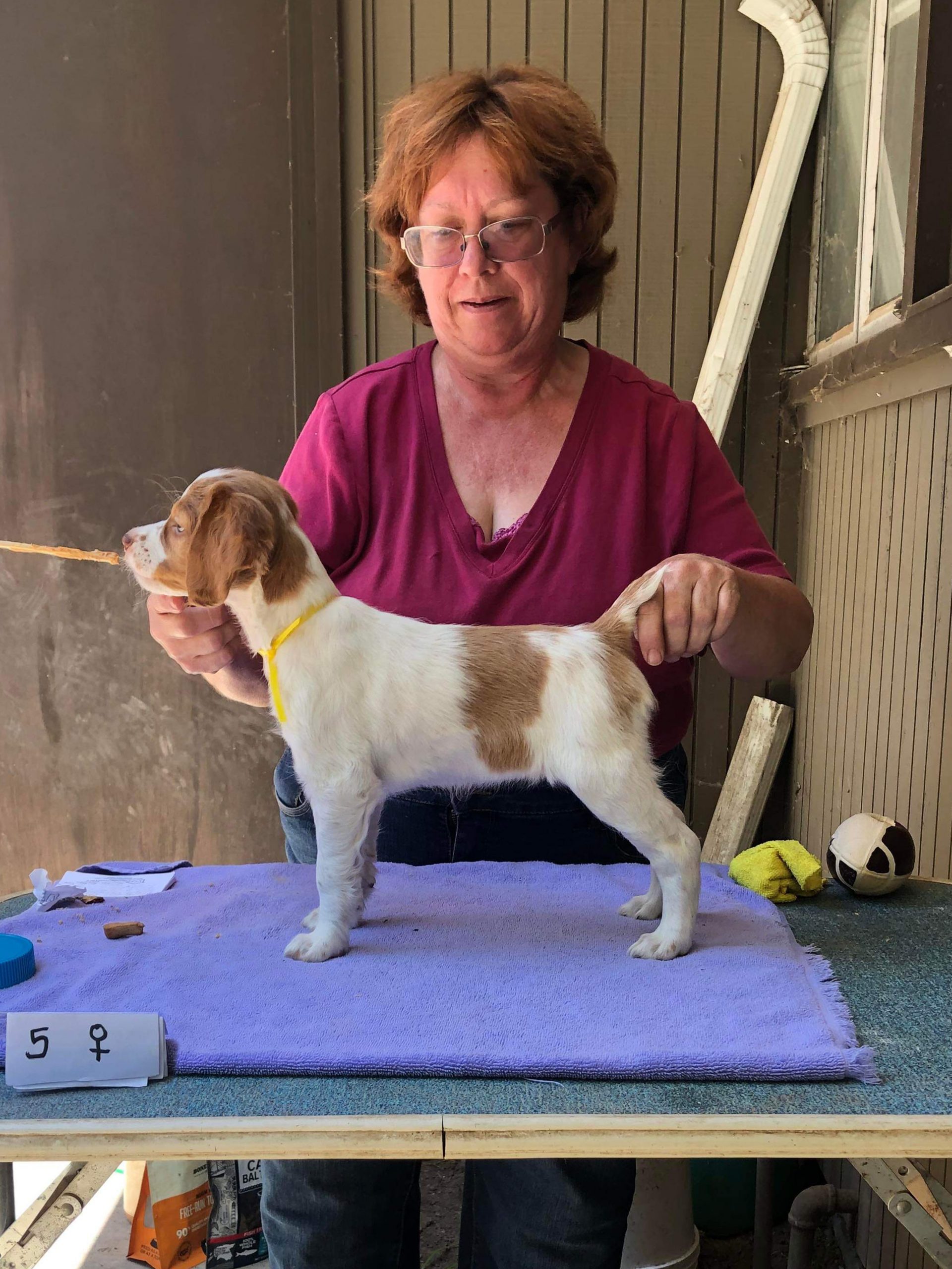 Puppies Powder River Kennels