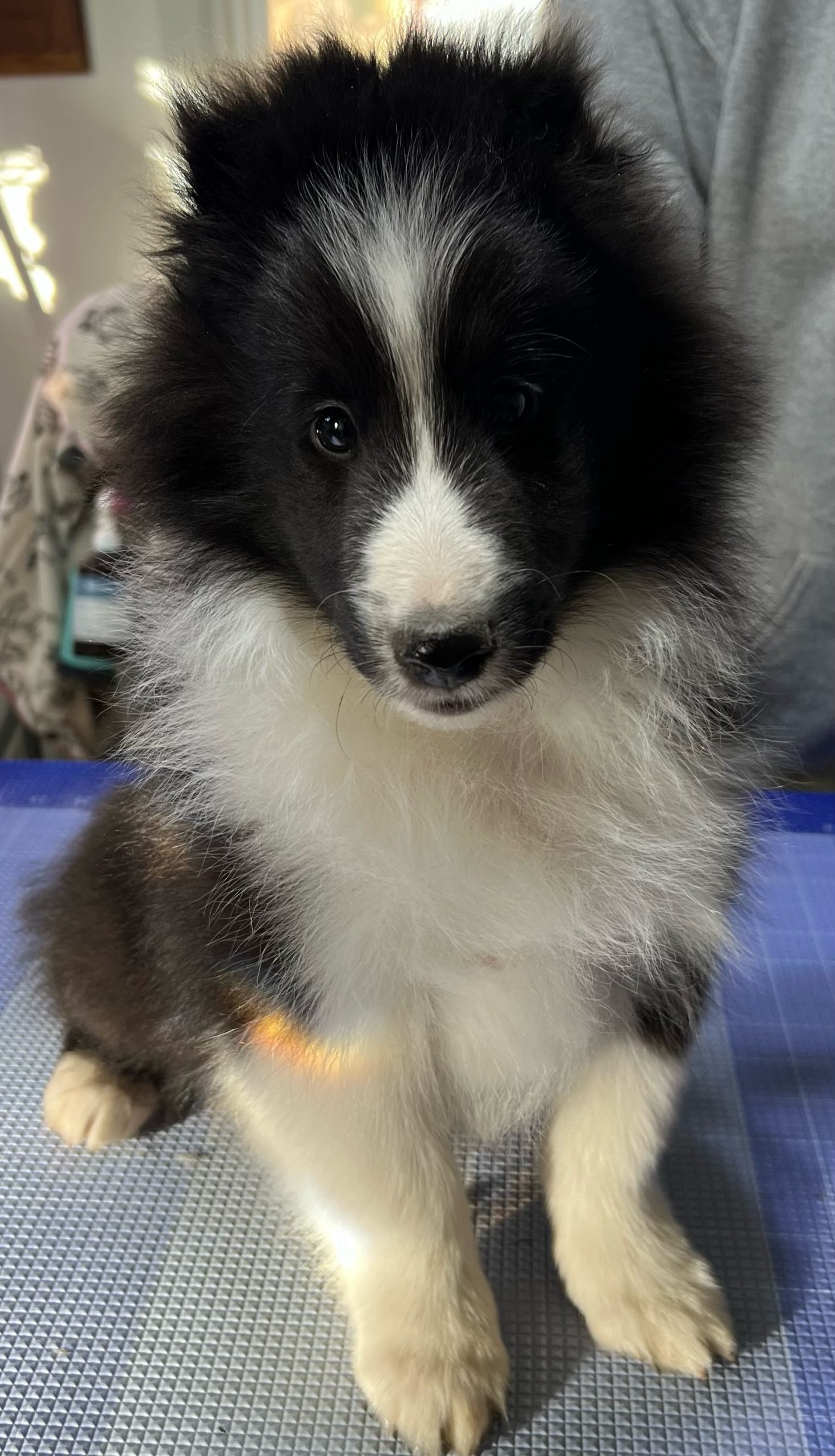 Puppies Powder River Kennels